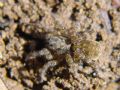 Arctosa lacustris